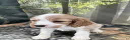 Cockalier dogs for sale: Cockalier 5 - Ad 5