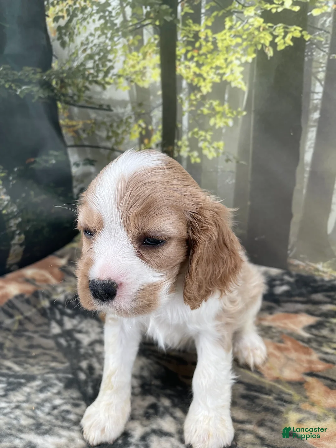 Cockalier dogs for sale: Cockalier 5 - Ad 5