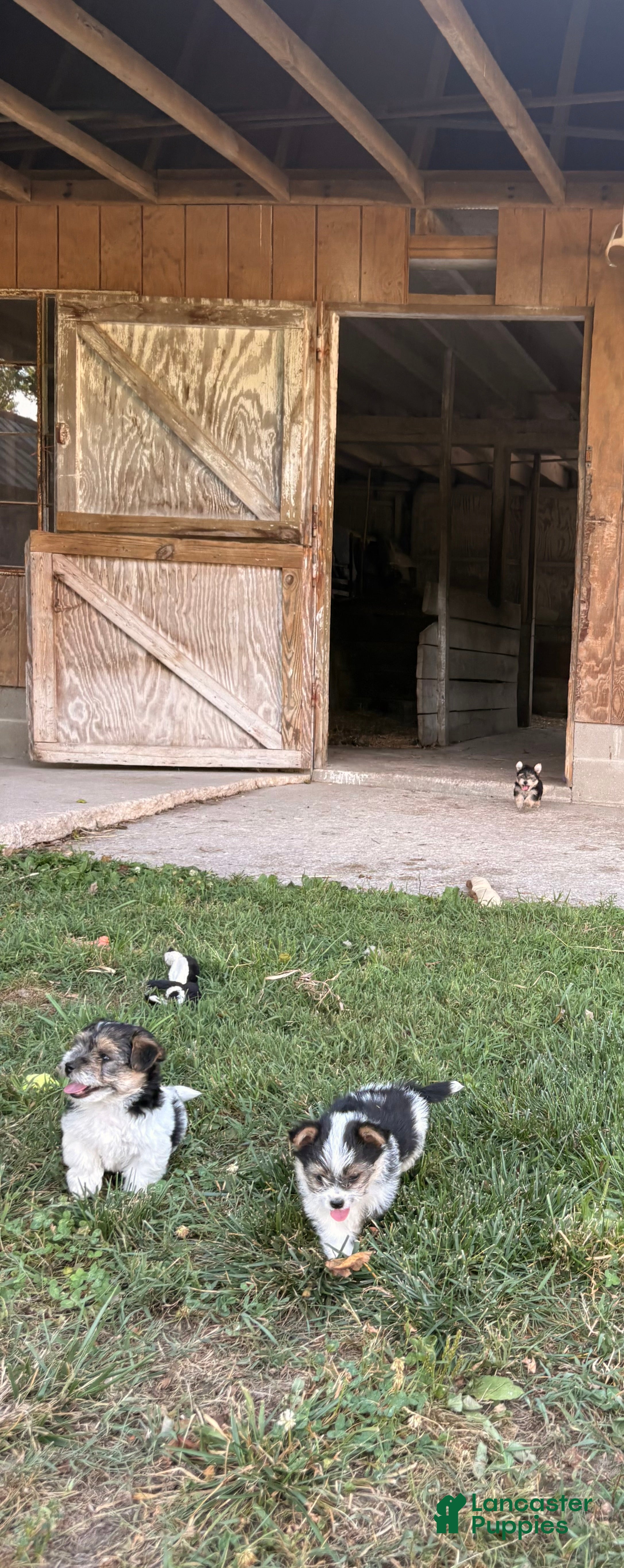 Morkie dogs Curtis - Ad 2