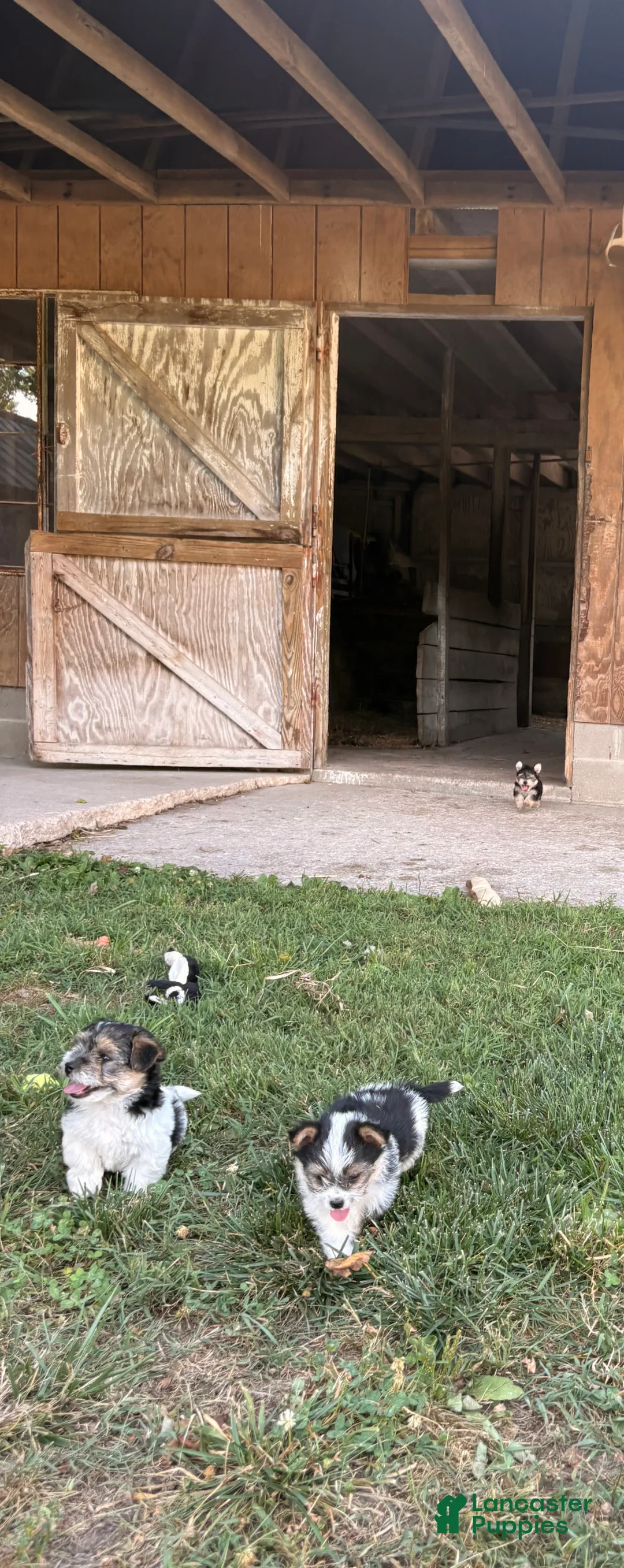 Morkie dogs for sale: Curtis - Ad 2