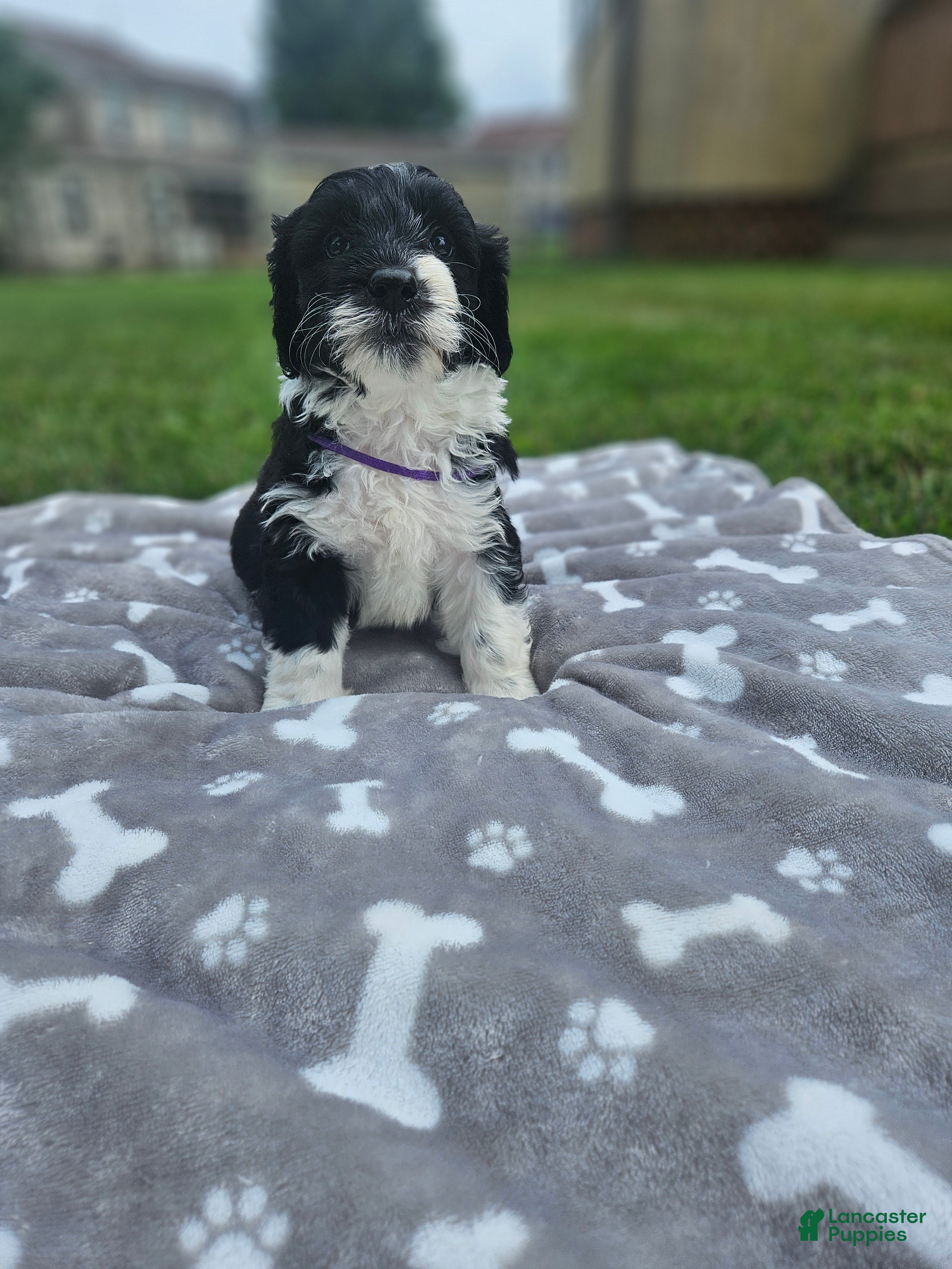 Portuguese Water Dog dogs Princess - Ad 22