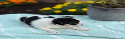 Chihuahua dogs for sale: Tiny - Ad 2