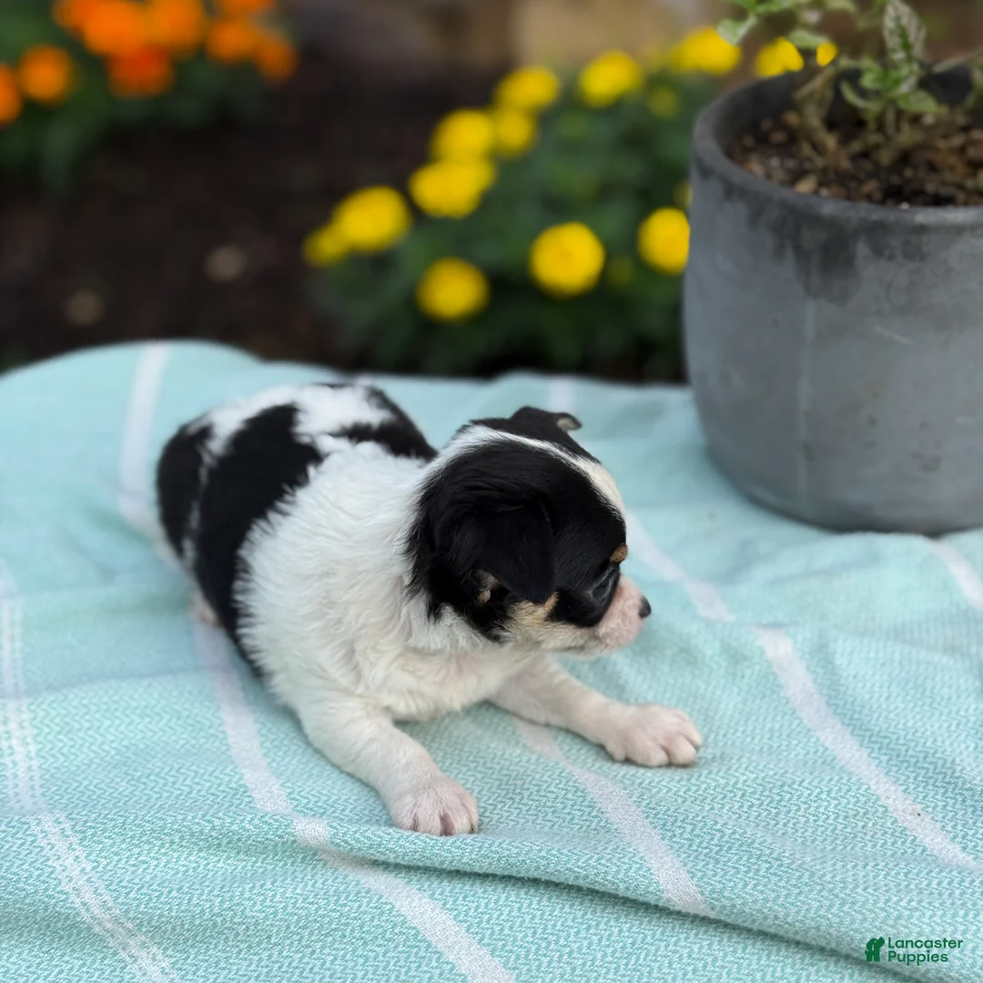 Chihuahua dogs for sale: Tiny - Ad 2