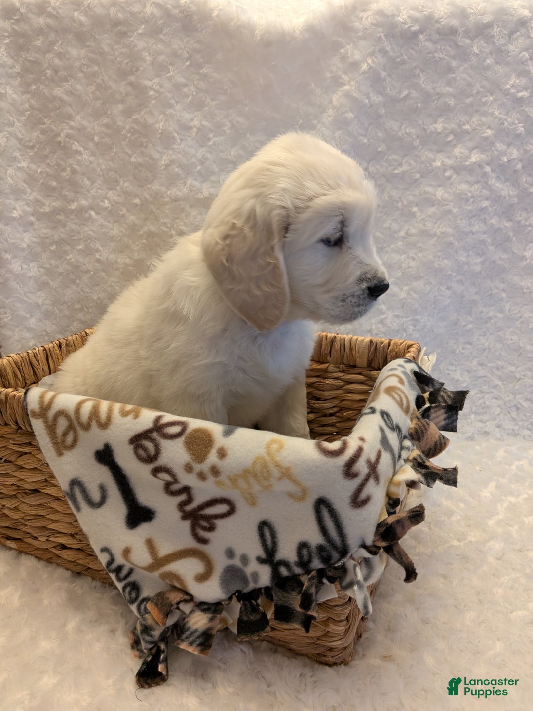 Golden Retriever dogs for sale: Ember - Ad 4