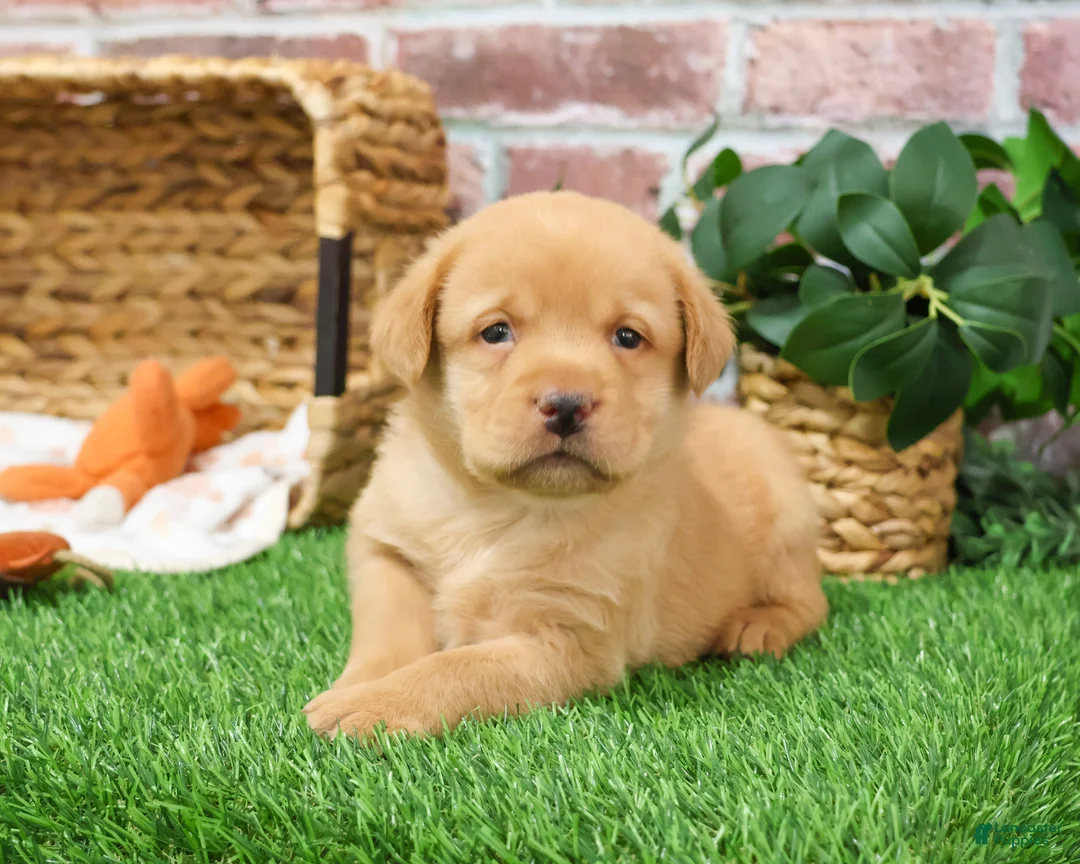 Labrador Retriever dogs for sale: Eddie - Ad 4