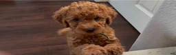 Double Doodle dogs for sale: Name: To Be Decided - Ad 1