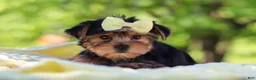 Yorkshire Terrier dogs for sale: Miley - Ad 8