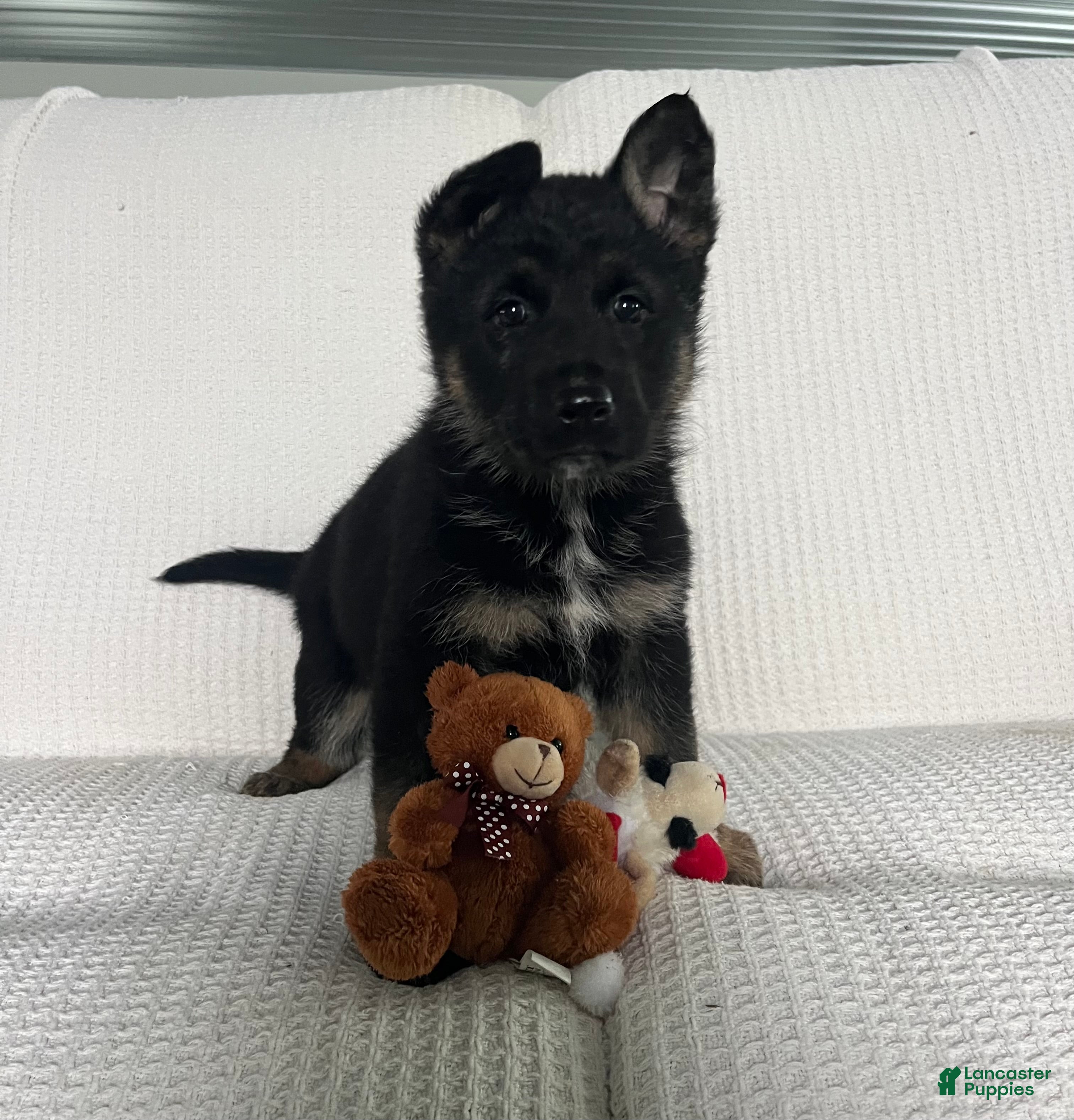 German Shepherd dogs CoCo - Ad 1