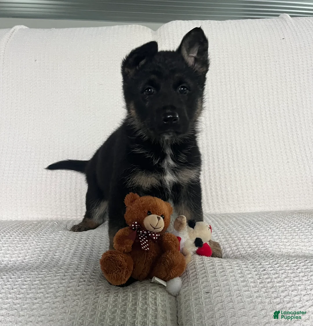 German Shepherd dogs for sale: CoCo - Ad 1