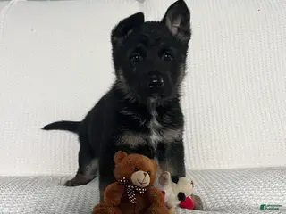 German Shepherd dogs for sale: CoCo - Ad 4