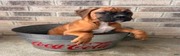 Boxer dogs for sale: Stella - Ad 4