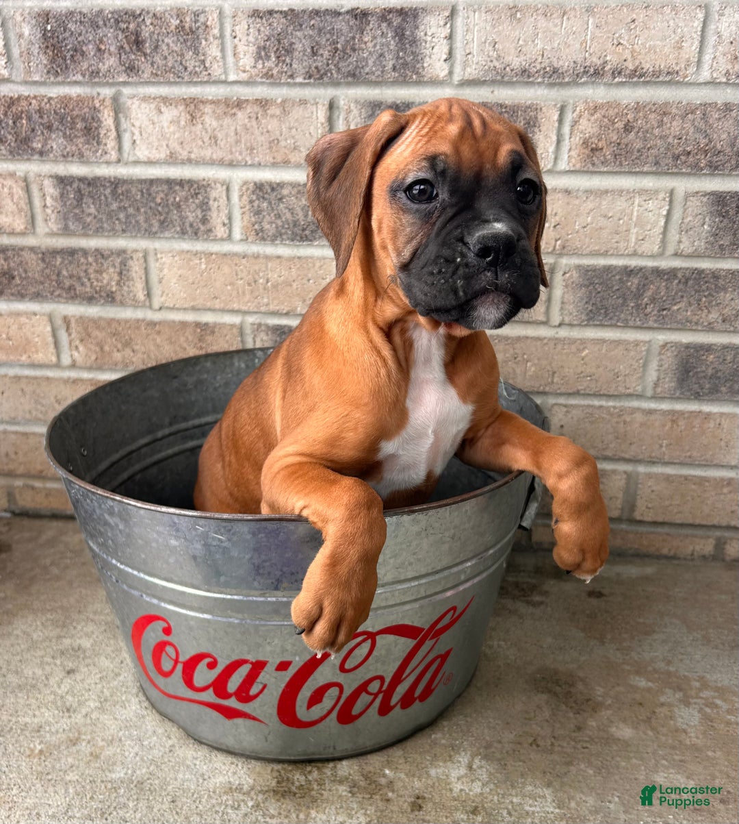 Boxer dogs for sale: Stella - Ad 4
