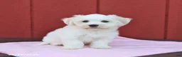 Maltese dogs for sale: Nora - Ad 4