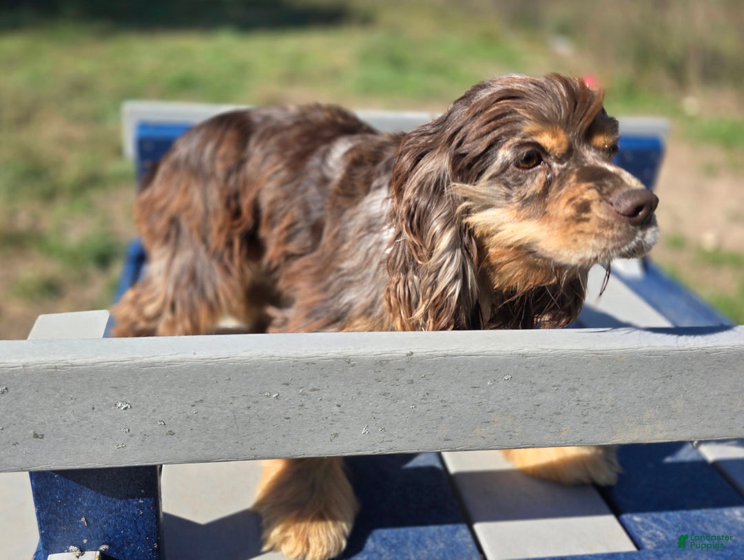 Cockapoo dogs for sale: Mayor Augustus  - Ad 9