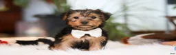 Yorkshire Terrier dogs for sale: Brianna - Ad 1