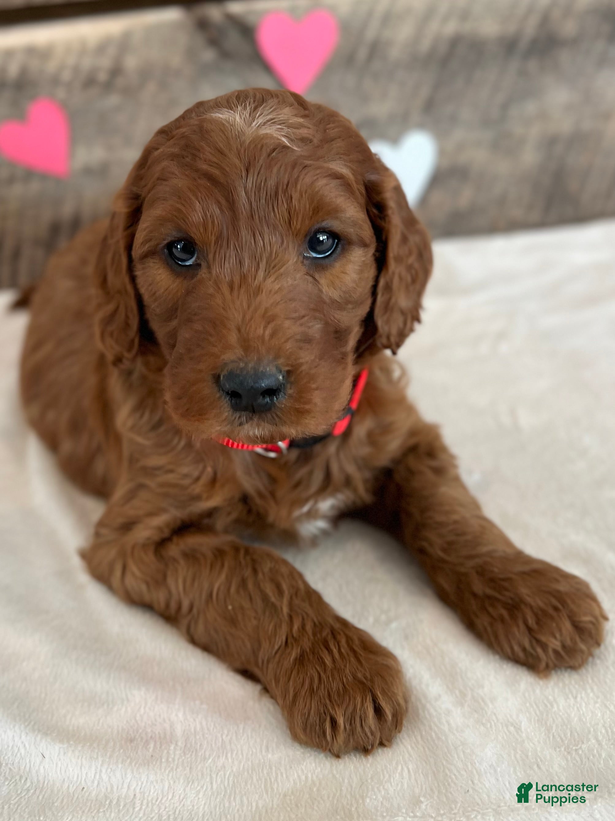 Irish Doodle dogs Scarlett - Ad 36