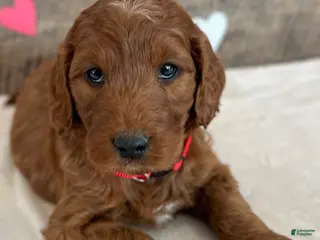 Irish Doodle dogs Scarlett - Ad 36