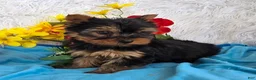 Yorkshire Terrier dogs for sale: Buddy - Ad 4