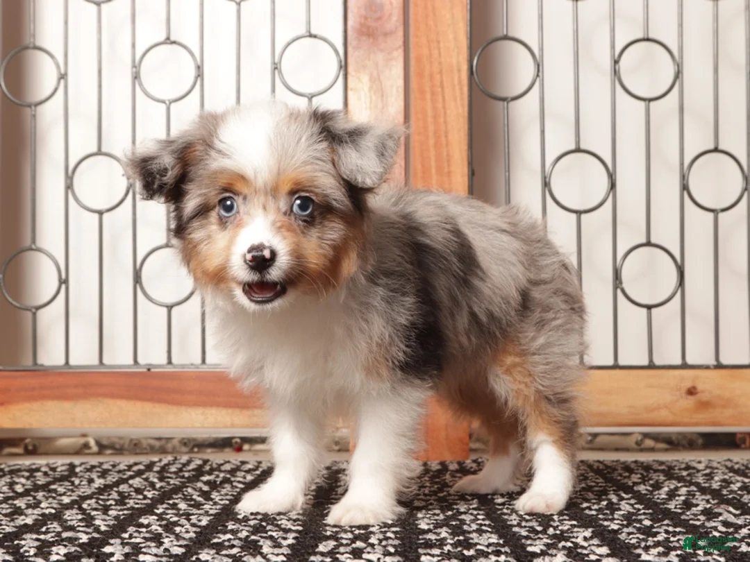 Mixed Breed dogs for sale: Ali Female Merle Toy Aussie Poo - Ad 4