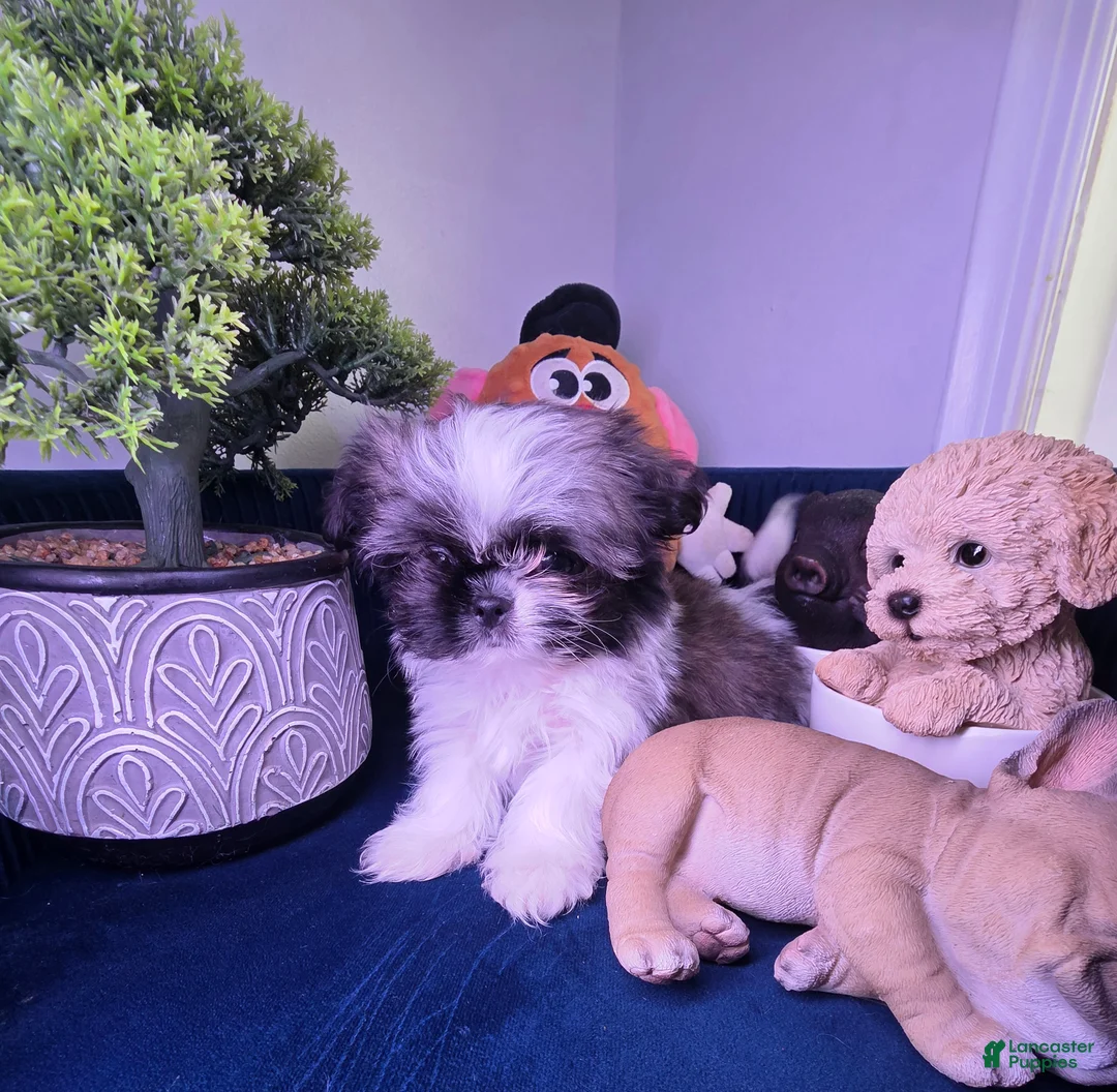 Shih Tzu dogs for sale: Shih Tzu Puppy luquin  - Ad 4