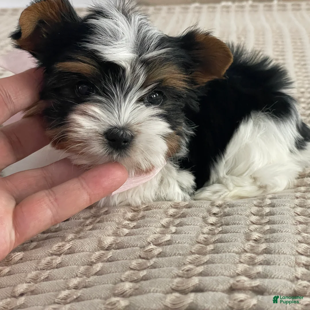 Biewer Terrier dogs for sale: Little Maya - Ad 9