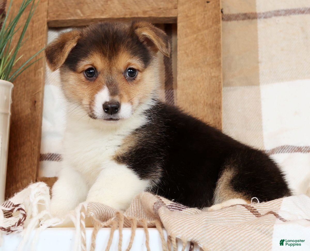 Welsh Corgi Pembroke dogs Carli - Ad 5