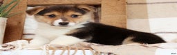 Welsh Corgi Pembroke dogs for sale: Carli - Ad 1