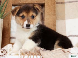 Welsh Corgi Pembroke dogs Carli - Ad 5