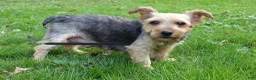 Yorkshire Terrier dogs for sale: Tia - Ad 7