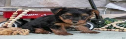 Yorkshire Terrier dogs for sale: Bentley - Ad 3