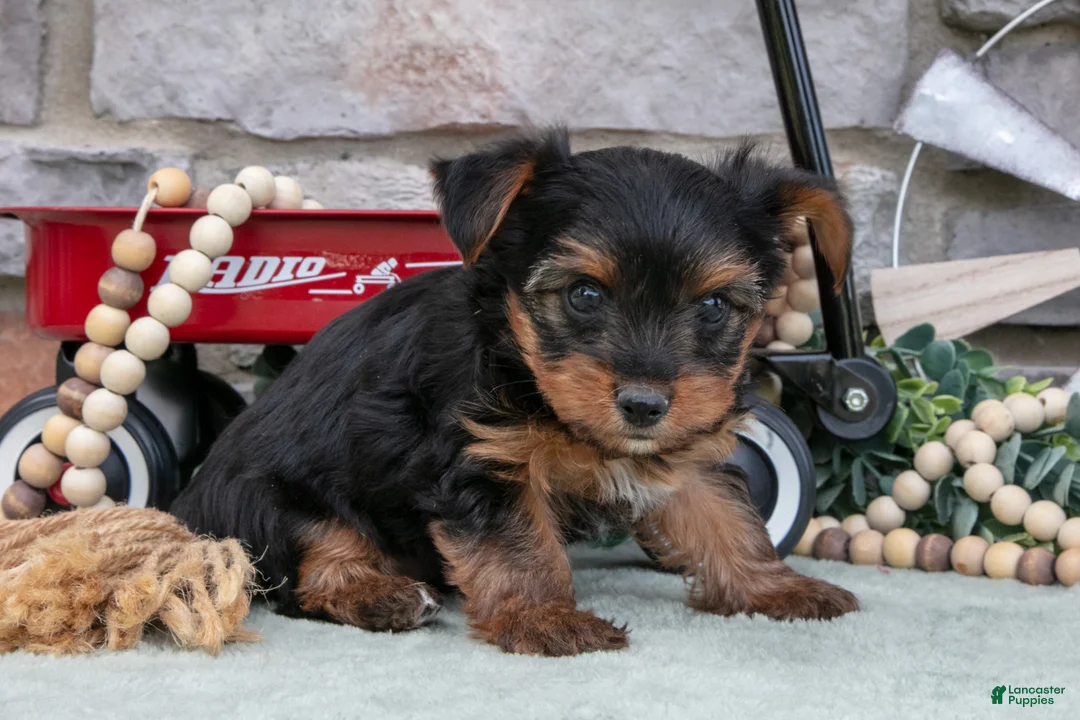 Yorkshire Terrier dogs for sale: Bentley - Ad 3