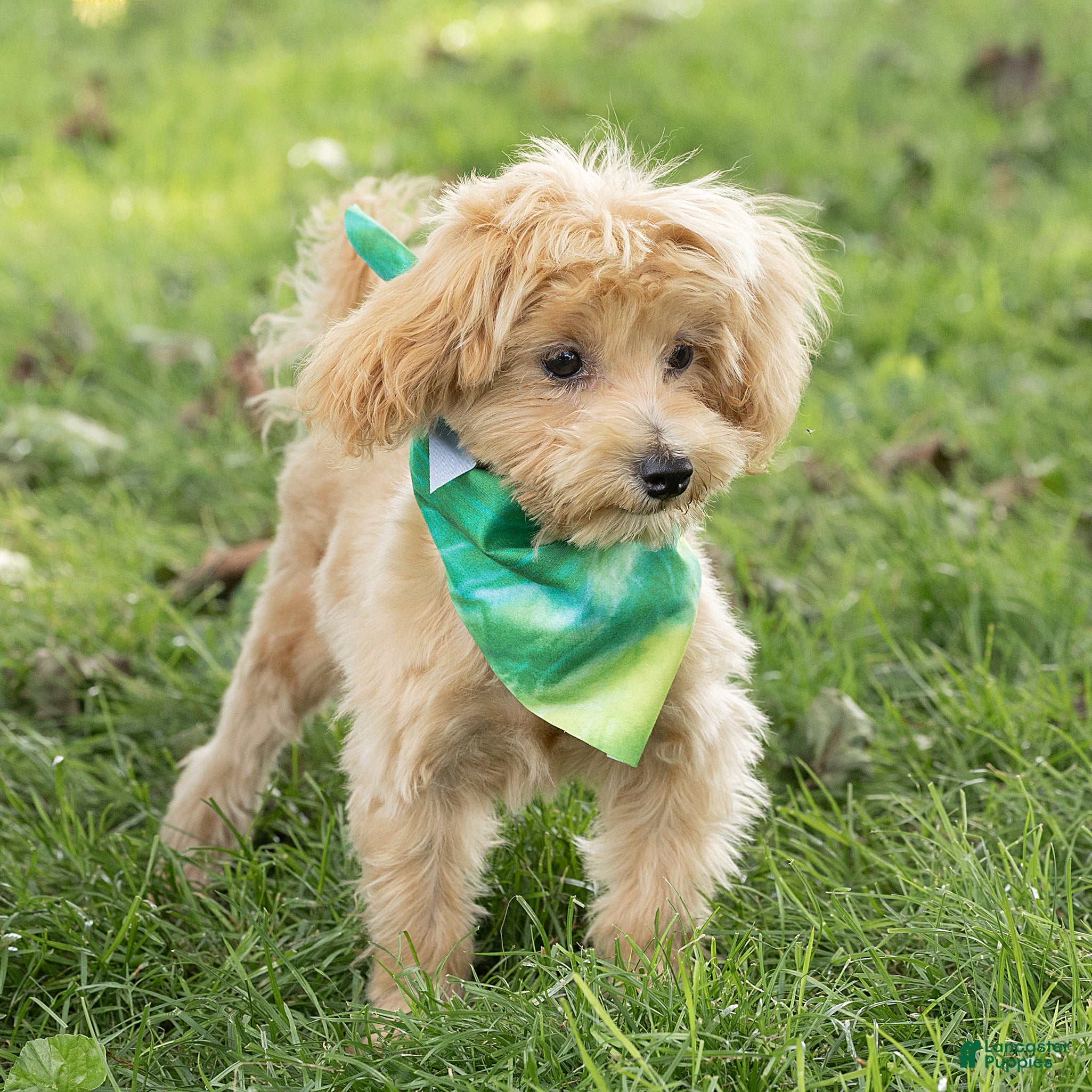 Maltipoo dogs Nacho Maltipoo Puppy  - Ad 2
