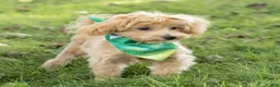 Maltipoo dogs for sale: Nacho Maltipoo Puppy  - Ad 4