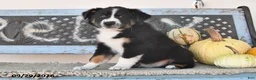 Australian Shepherd dogs for sale: Trooper - Ad 1