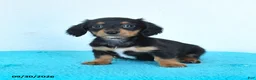 Miniature Dachshund dogs for sale: Cora  - Ad 4