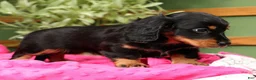 Miniature Dachshund dogs for sale: Ellie - Long Hair - Ad 5