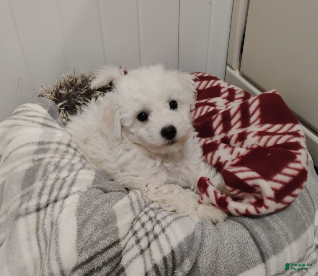 Teddy Bear dogs for sale: Charlie  - Ad 2