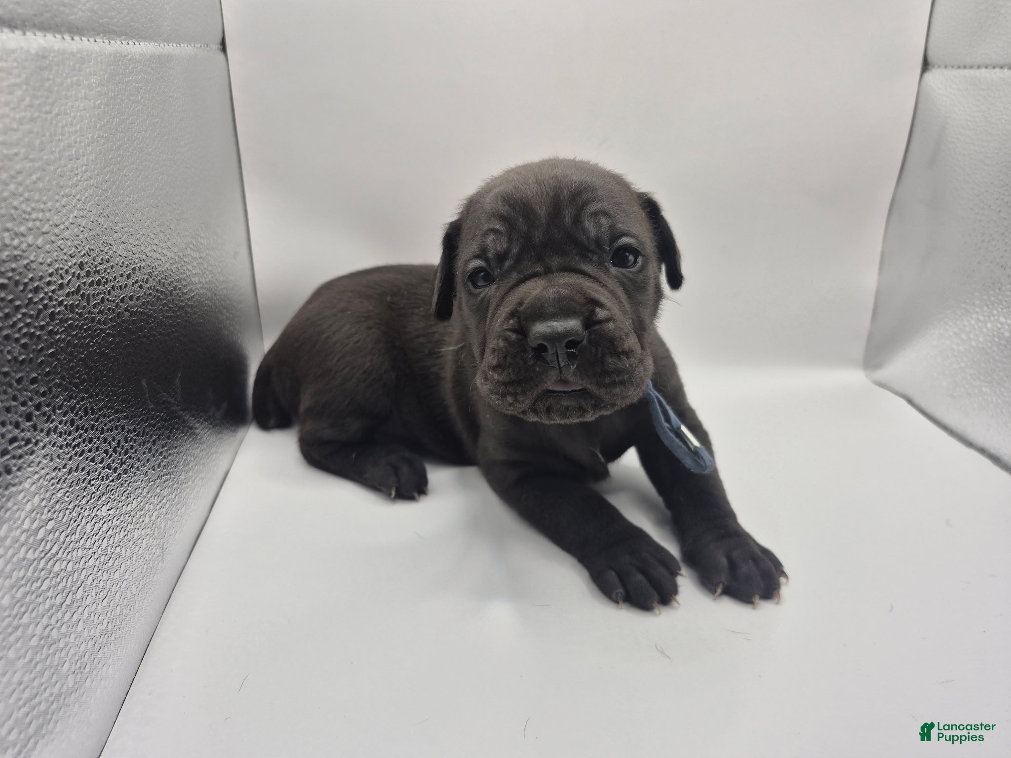 Mixed Breed dogs Light Blue collar - Ad 31