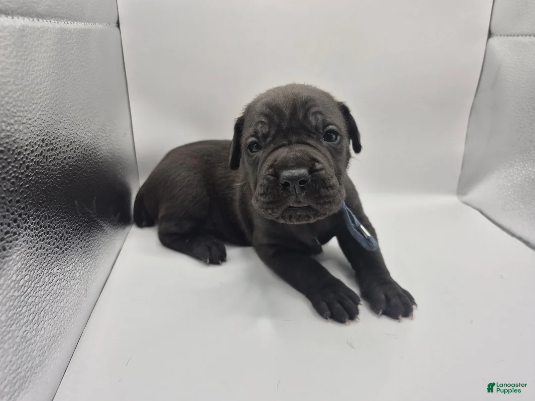 Mixed Breed dogs for sale: Light Blue collar - Ad 1