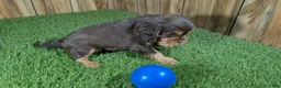 Cavalier King Charles Spaniel dogs for sale: Donuts Boy 2 - Ad 5