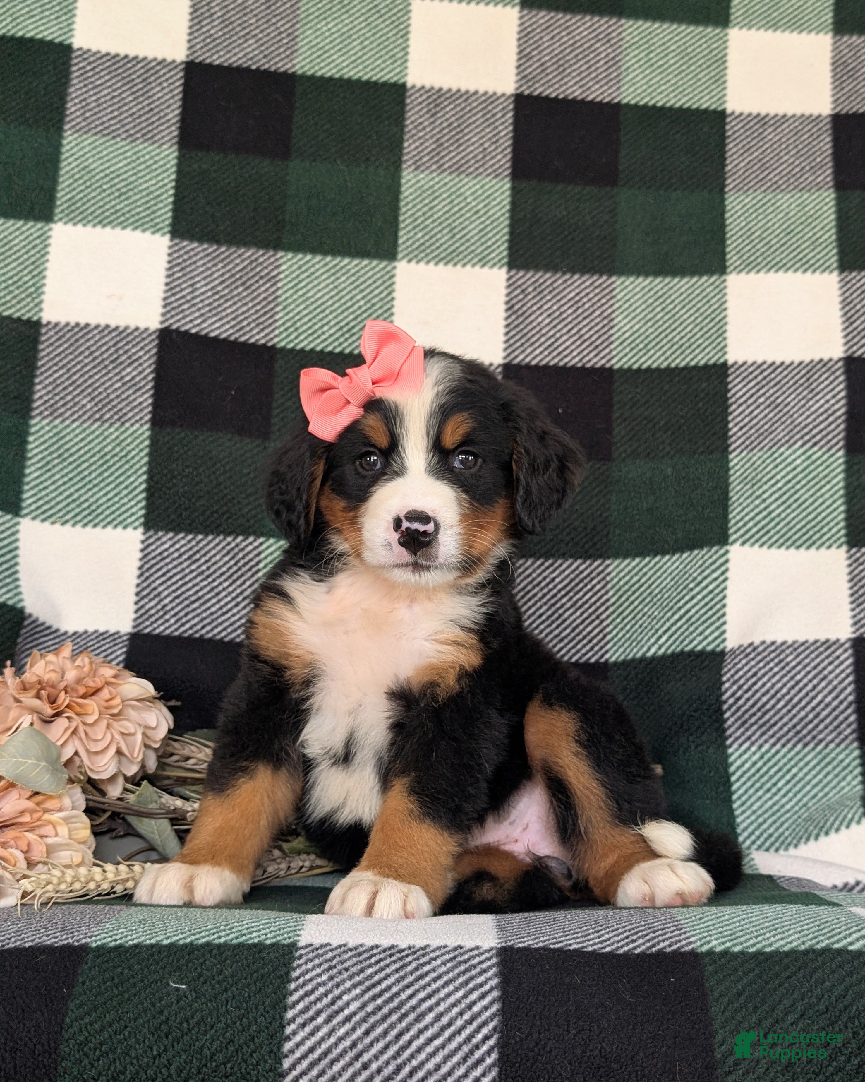 Bernese Mountain Dog dogs Felicia - Ad 2