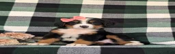 Bernese Mountain Dog dogs for sale: Felicia - Ad 2