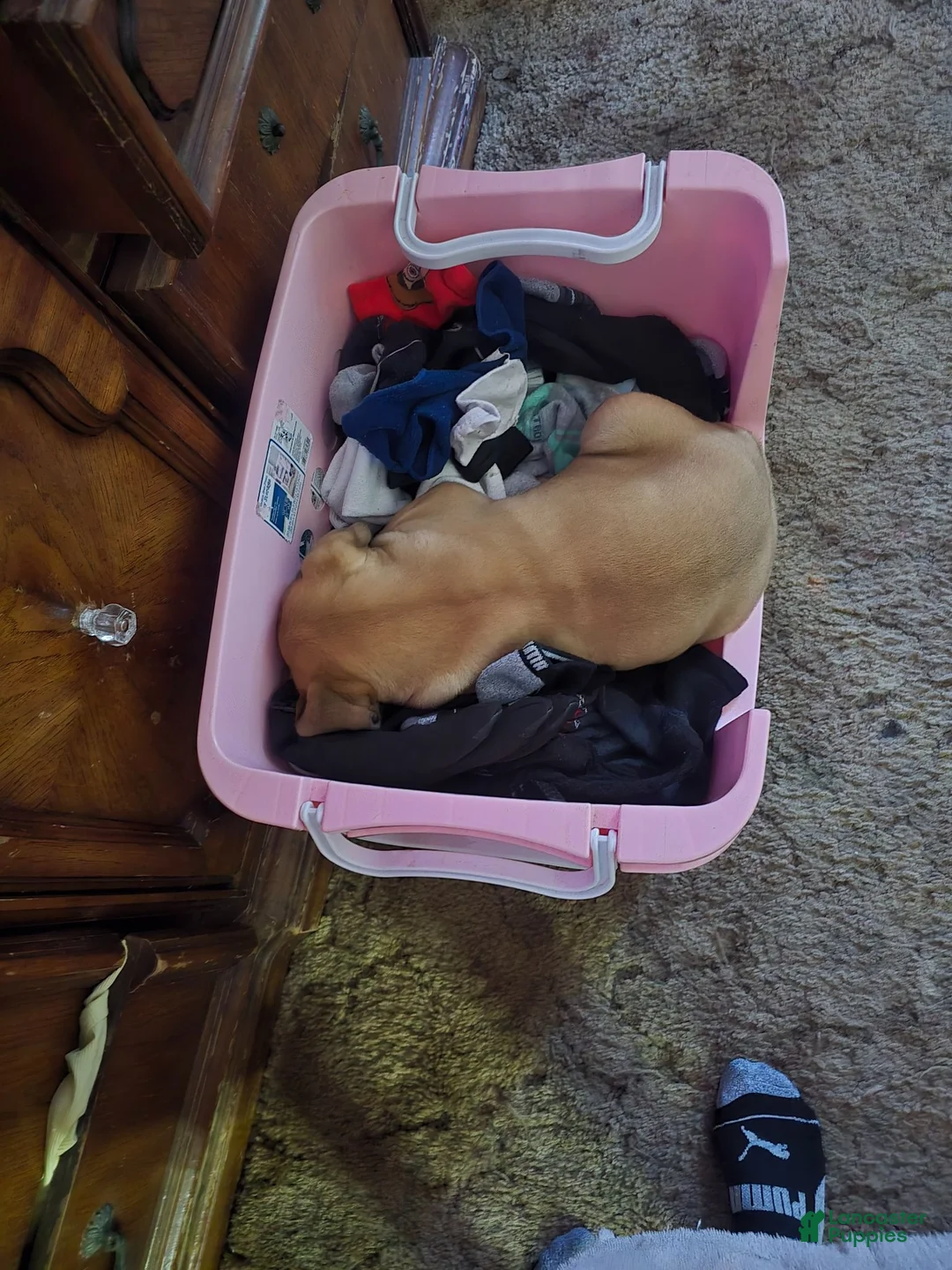 English Mastiff dogs for sale: English Mastiff 2 - Ad 2