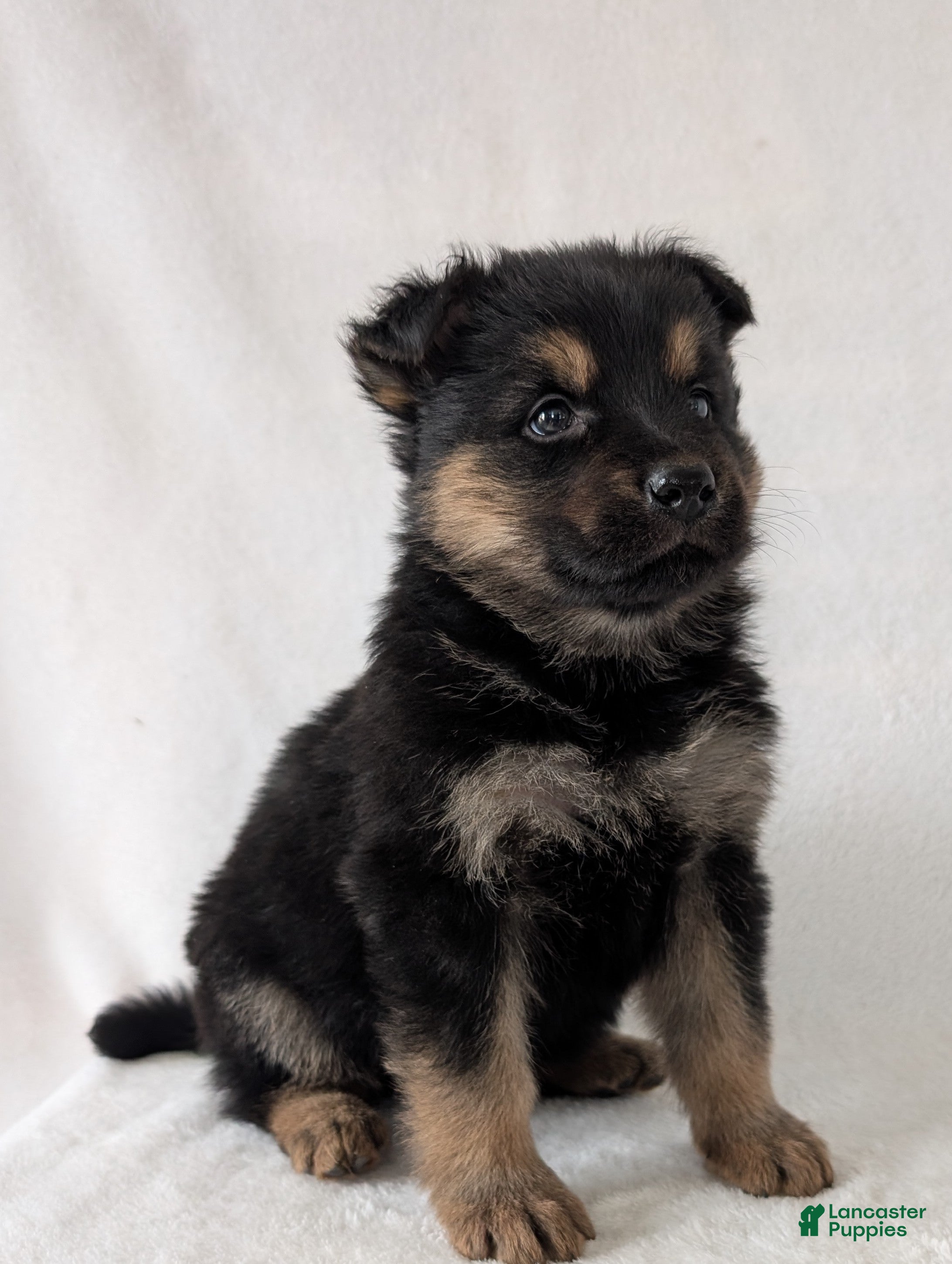 German Shepherd dogs Katy  - Ad 1