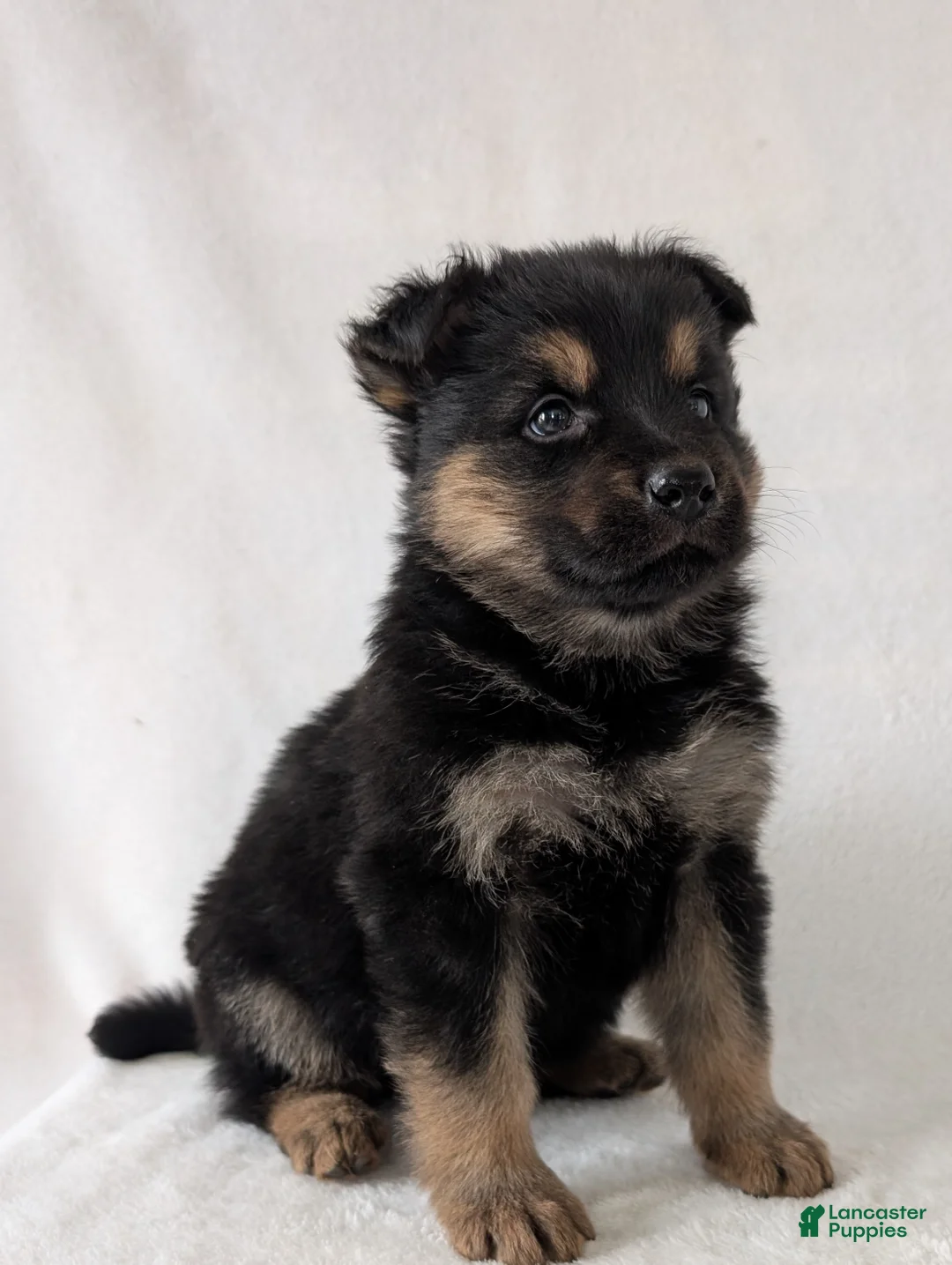 German Shepherd dogs for sale: Katy  - Ad 1