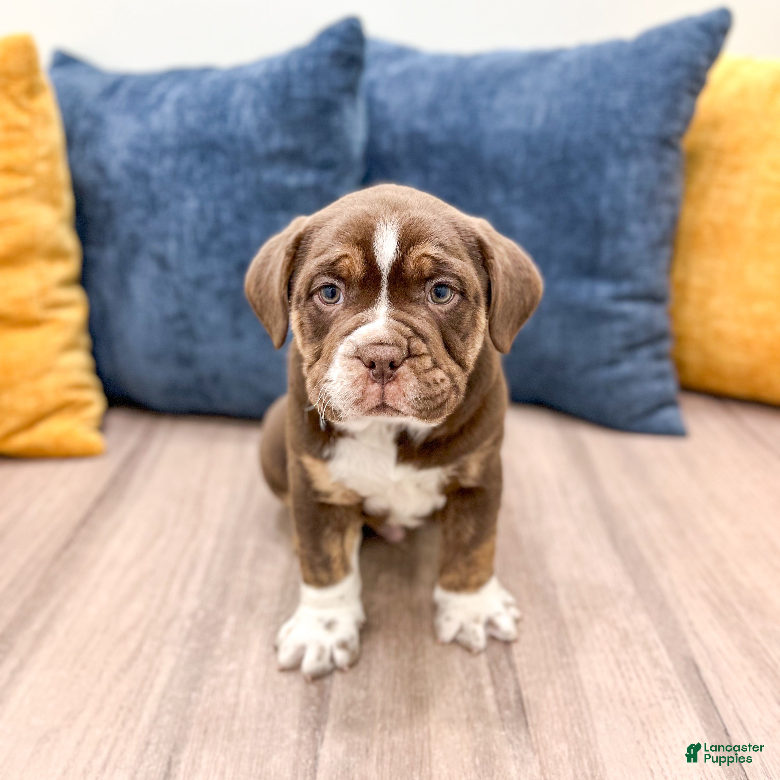 Beabull dogs Polo - Ad 1