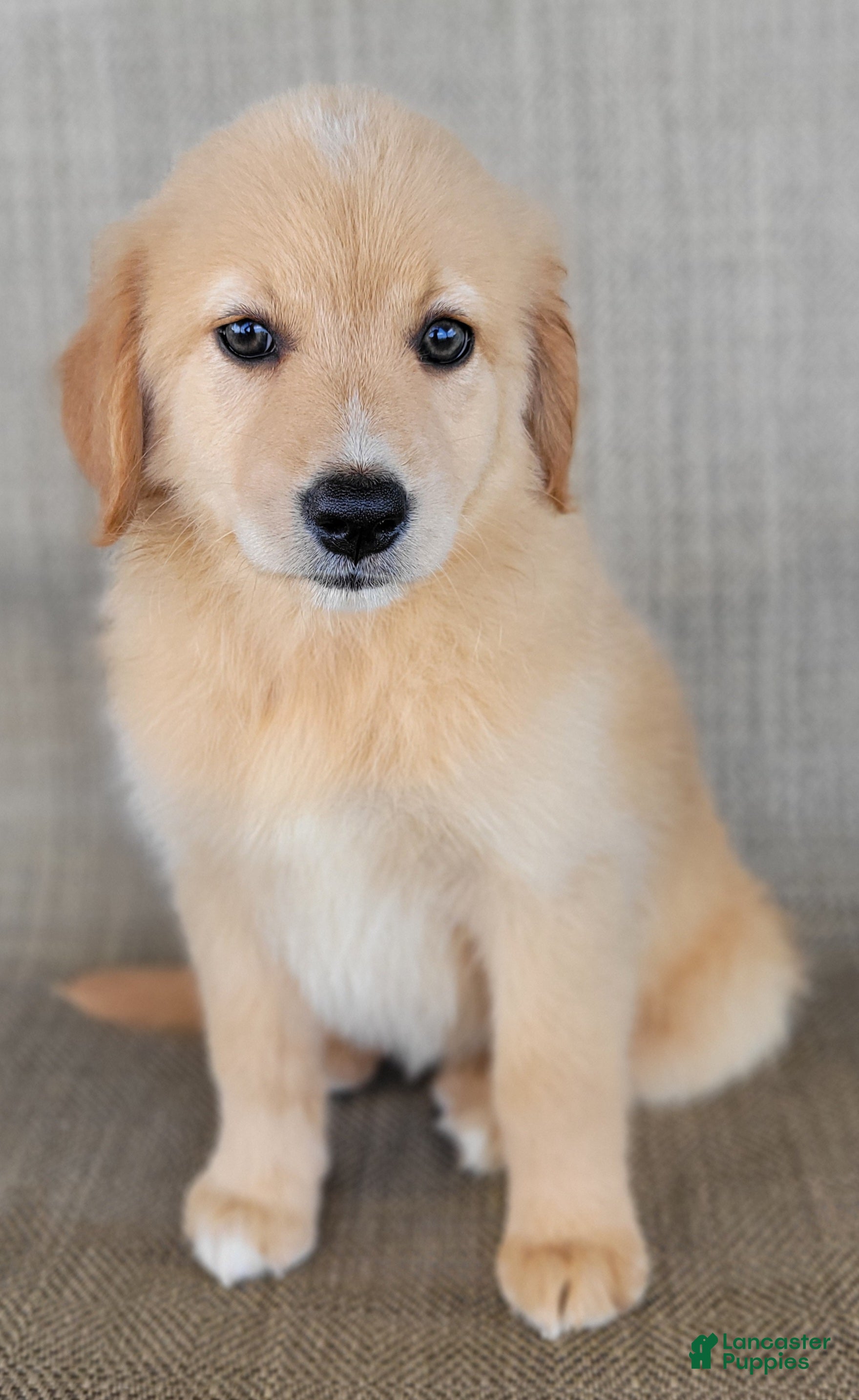 Australian Shepherd dogs Dollie - Ad 2