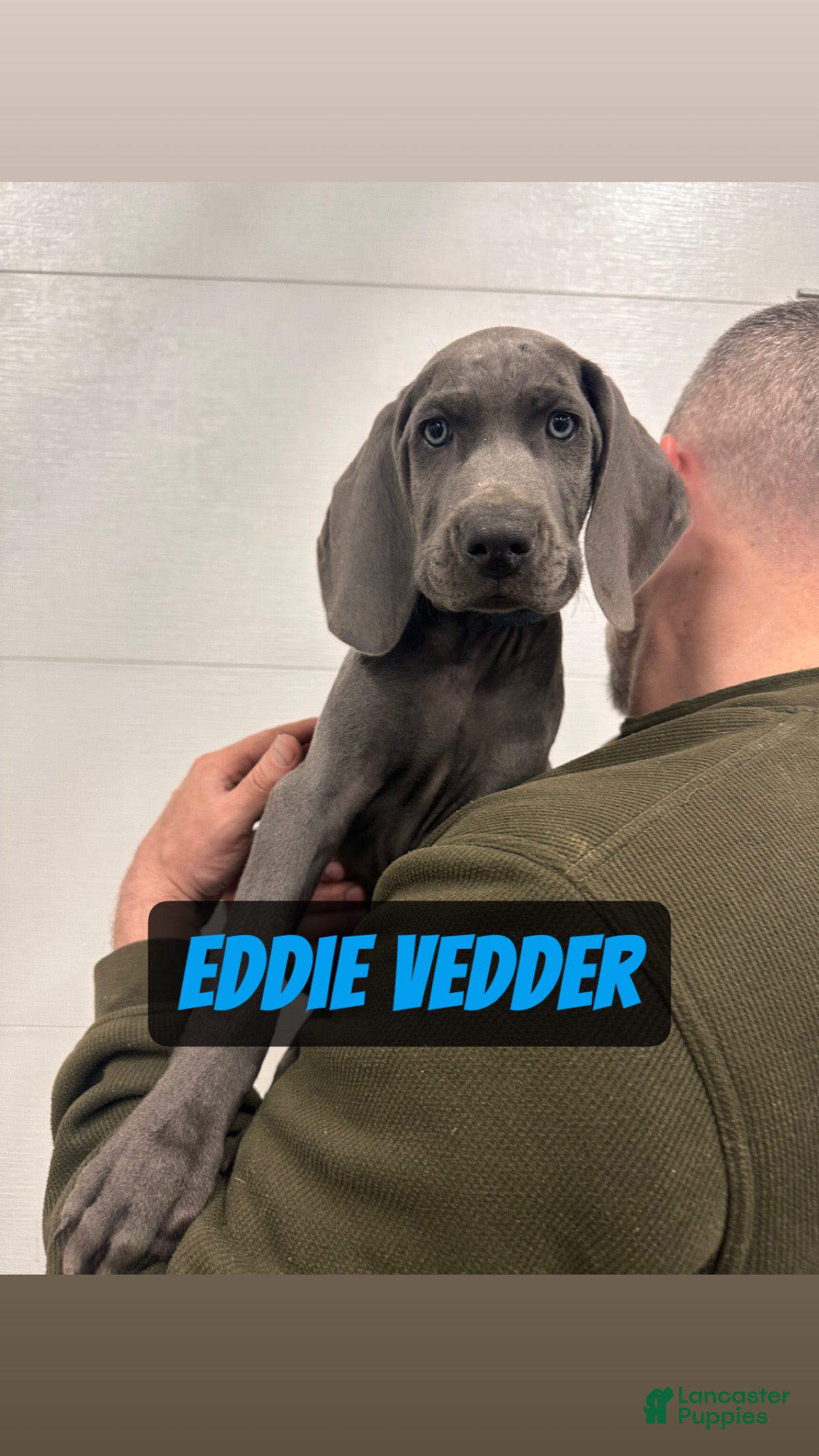 Weimaraner dogs Eddie Vedder - Ad 2