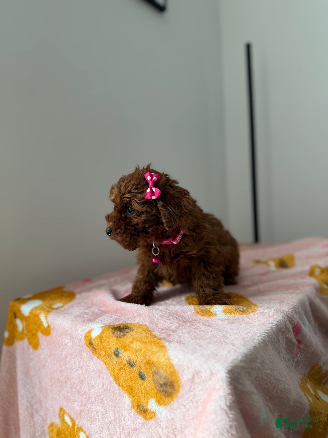 Toy Poodle dogs for sale: Tiffany - Ad 4