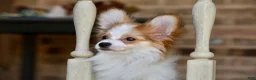 Papillon dogs for sale: Nerf - Ad 8